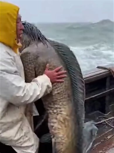 Mermaids try to ascape the fishermen boat #mermaidtiktok #fishermen #boat #4k