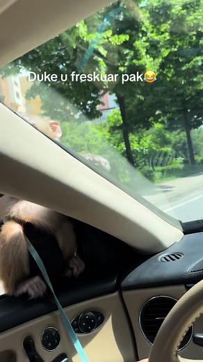 #monkey #rioriri #riri #rio #riomonkey #viraltiktok #bestlounge #viralvideo