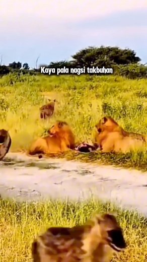 Natatakot din pala ang mga lion | JEFF TV