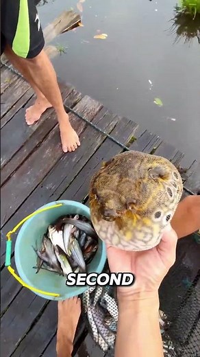 This Fish Can Kill You… But Wait Until You See Why 😳🐡