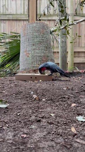 Merlin the Palm Cockatoo: Curiosity in Action