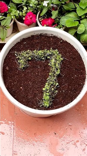 Growing Number 👉7 🌱with microgreen #shorts #diy