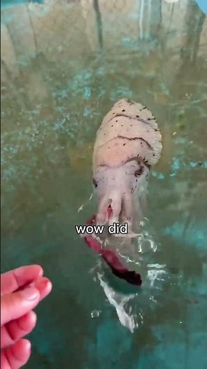 How a Cuttlefish Eats (You Won’t Believe Its Tongue!)