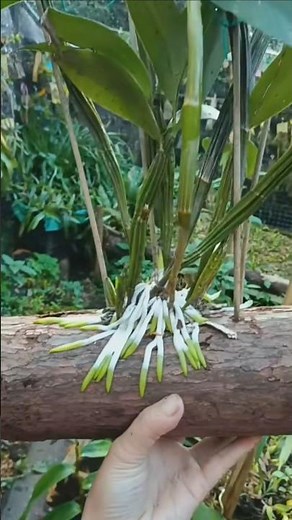 How to growing dendrobium plants with amazing simple technique methods #orchid 🌱🌱🌱🌱