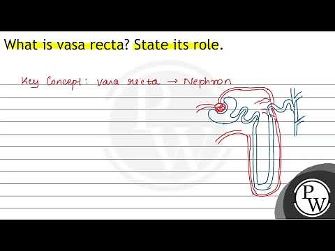 What is vasa recta? State its role.