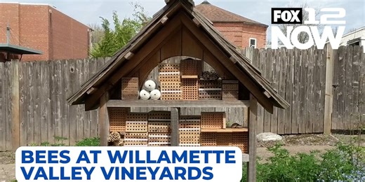 Willamette Valley Vineyards uses native Mason Bees to boost pollination