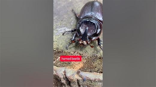 horned beetle #wildlife