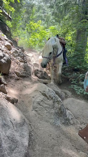 Takoda weaving the trail for the best route | Scout's Trail