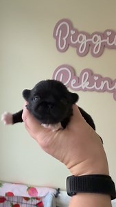 Biggiwigs Eliza 🩷 109g at birth. Now catching up a little and levelling out. Typical girl pup, plenty to protest about ❤️ | Biggiwigs Pekingese