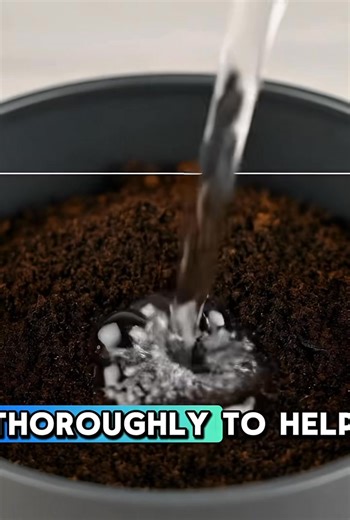 Here’s how to encourage continuous blooming and keep your plant full guide in comment👇🏻👇🏻 | Kitchen Magic