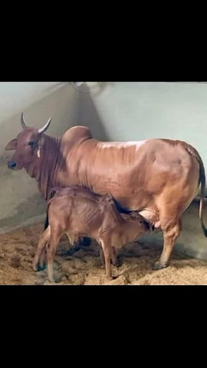 Exploring the Life of Cattle: Cows and Calves in Nature