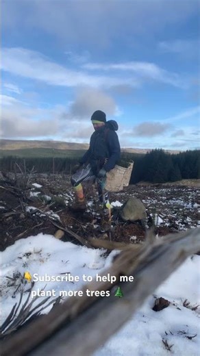Forestry worker tree planting Scottish woodland Sitka spruce winter work snow