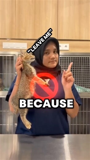 Never Pick Up a Cat Like This❌