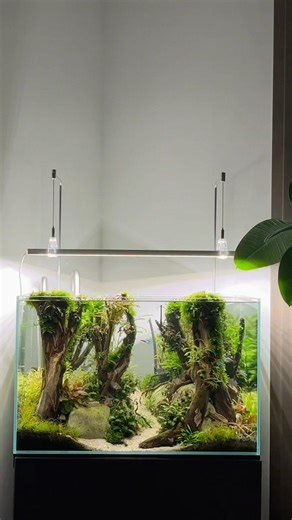 180 Days Sunken Forest #aquascape #aquascaping #aquarium #plantedtank #plantedaquarium