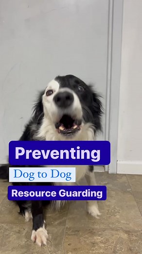 Effective Methods to Stop Dog Marking Territory