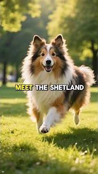 SHELTIES Explained by AI ✨ SHETLAND SHEEPDOG TRAINING GUIDE: PROS & CONS for BEGINNERS! #dogs101