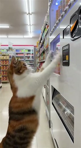 Cat Gets Angry When Vending Machine Steals Its Drink