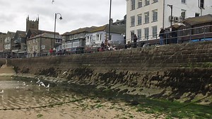 6.2K views · 113 reactions | Should people who feed seagulls face a penalty? A council in #EastDevon is enforcing an £80 fine  for anyone repeatedly feeding the nuisance gulls. Would this work in #Cornwall to help stop seagulls being aggressive and stealing food  from our hands? Hear more on breakfast from 0600 | BBC Cornwall | Facebook