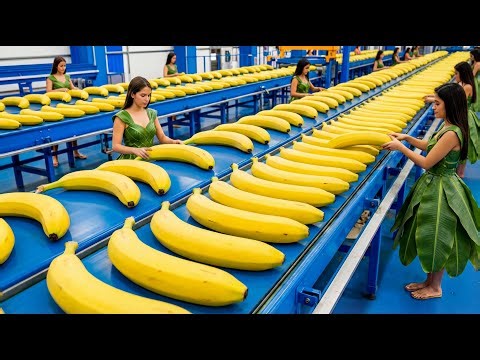 Inside a Modern Green Banana Powder Factory From Raw Fruit to Superfood (Full Process)