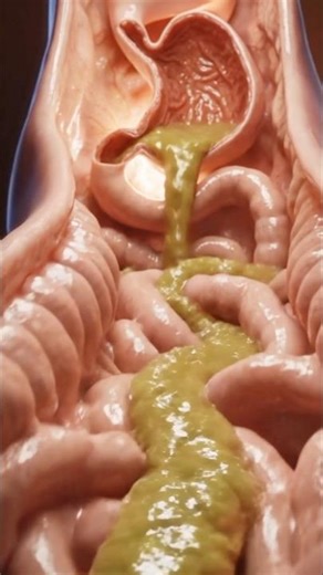 From Mouth to Exit |The Hidden Process 😱 | 3D Human Animation 🔍