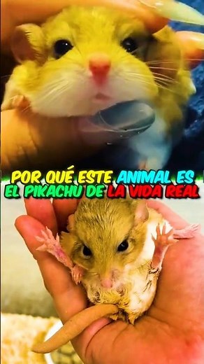 Why this animal is the real-life Pikachu