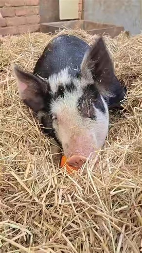 🐖🐖🐖🐖🐖 Dierendag 2025. Je zou het haast denken, dat dit te maken heeft met dierendag. Maar voor deze varkens is het elke dag dierendag. Een dierwaardig bestaan. Bij ‘GoedGehouden’ varkens! https://goedgehouden.nl | Eyes on Animals