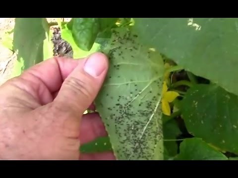 Tons of Aphids on the Cucumbers.