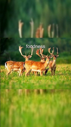 Amazing Fallow Deer Facts!