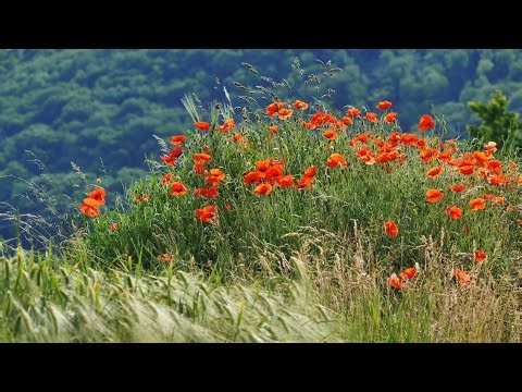 Beautiful Red Flowers in Nature | Relaxing Nature Scenery 4K