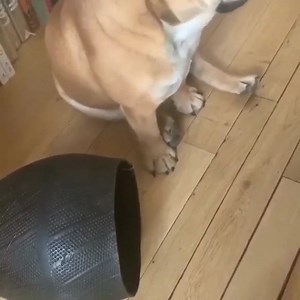 LA NOUVELLE MÉSAVENTURE D'ALBERT AVEC CES SACRÉS VILAINS CHATS ! 👍😁❤❤❤💝💝💝 | Florence Foresti For Ever Love