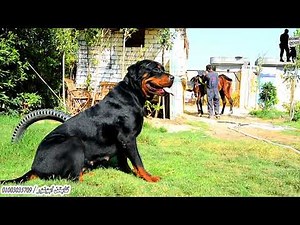 للبيع بسعر رهيب جدا _ بنوته رووت ولدت مره واحده _ دبابه