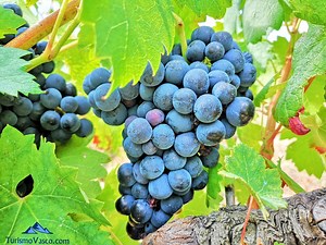 Los 9 pueblos más bonitos de Rioja Alavesa.