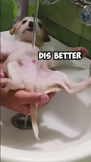 Adorable Rescued Puppy Gets His First Shower 😍 #shorts
