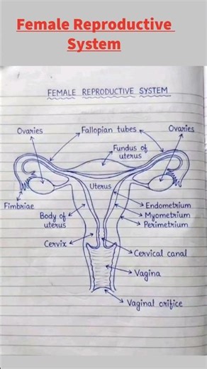 Female Reproductive System Diagram | Fully Labeled Hand Drawn | Human Anatomy Biology #shorts #gk