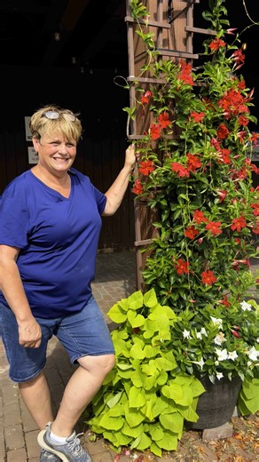 Heather shares the difference between Mandevilla and Dipladenia in today’s videos 🌺 #LutzGreenhouse #plantcaretips #PlantTok #gardening #girlswhogrow #womanownedbusiness #summerblooms #summer #summervibes | Lutz Greenhouse