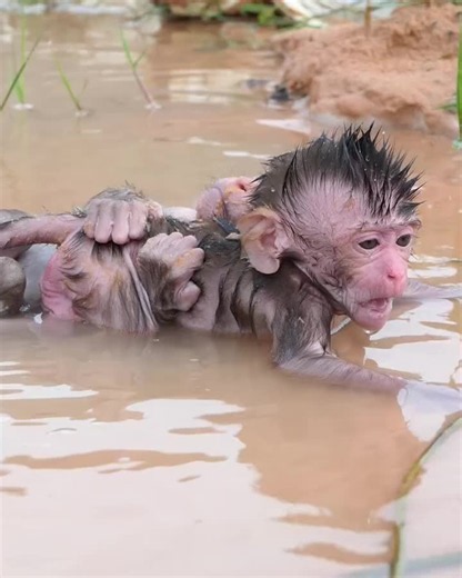 Baby Monkey Siblings Playing in Water - Cute Monkey Video