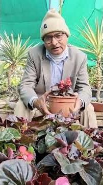 Begonia Plant Care | Shiny Leaf Indoor Plant | Easy Care Houseplant for Home