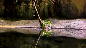 18 reactions |  You learn more by going beneath the surface. An American Alligator's eyes, nostrils, and ears are located on the top of their head. This allows the them to glide through the water and sneak up on prey, while hiding most of their body.  #AmericanAlligator #Alligator | National Mississippi River Museum & Aquarium | Facebook