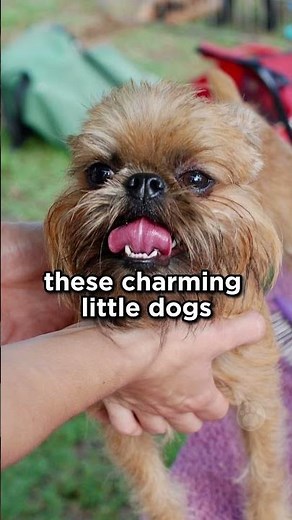 Brussels Griffon from Belgium #brusselsgriffon #dogs
