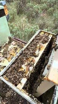 The bee swarms are beautiful! #beekeeping Arpeli Queens