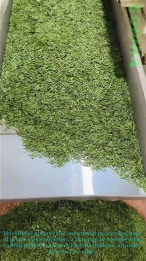 Green Tea Processing: From Fresh Leaves to Finished Tea