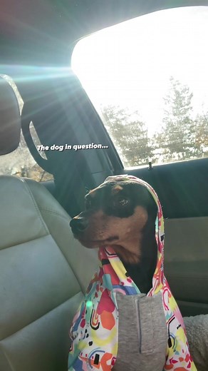 Is it the hoodie? I think it’s the hoodie 😏 #rottweiler #minpin #minpinsoftiktok #funnydogvideos #rescued #rescuedog #rescuedogsoftiktok #drivethru #hoodieszn #dogmomlife