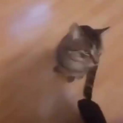 Jumping cat meme #jumpingcatmeme #jumpingcat #catontwopaws #cat #funnycat