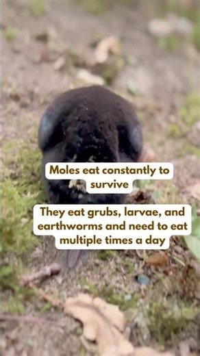 Everything to Know About Moles