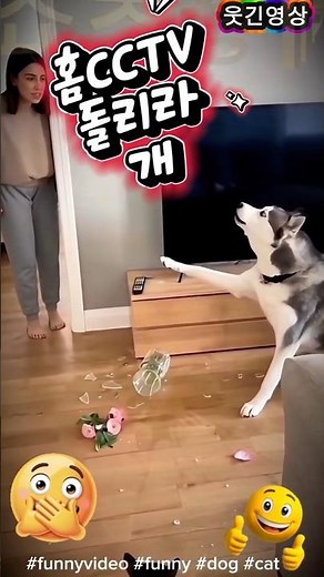 보고 이야기하개! #웃긴영상 #웃긴 #개 #funnyvideo #funny #dog