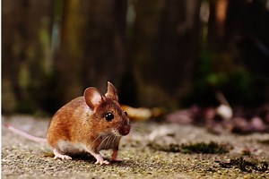 Can Rats and Mice Live in the Same House? - Pest Control IQ