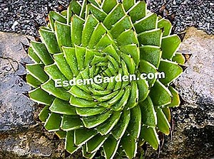 Lesoto Espiral Aloe, Aloe Polyphylla: Plantio, Cultivo 🌿 Tudo Sobre Jardinagem E Projeto Do Jardim - 2025