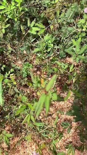 Yellow Butterfly in Slow Motion | Rare Landing Captured on Camera