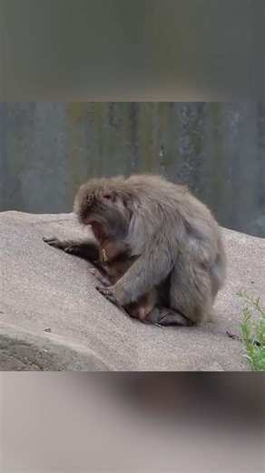 60K views · 710 reactions | A baby Japanese macaque was spotted hanging out with its mom and catching free rides on her at a Milwaukee zoo. | Newsweek | Facebook