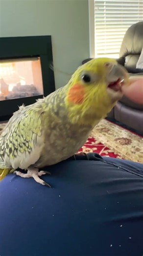 cockatiel fight #funnyanimal #birds